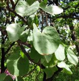 Cercis griffithii