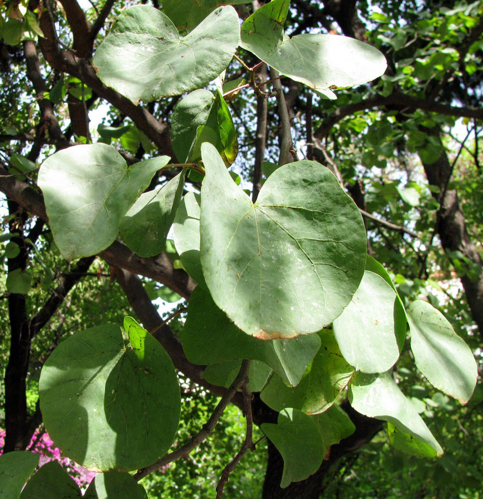 Image of Cercis griffithii specimen.