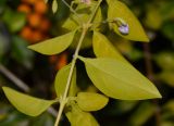 Duranta erecta