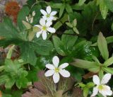 Hepatica falconeri