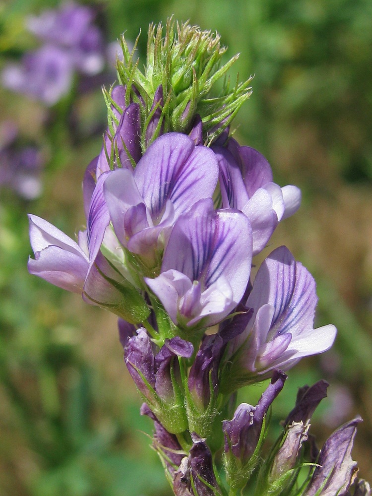 Изображение особи Medicago × varia.