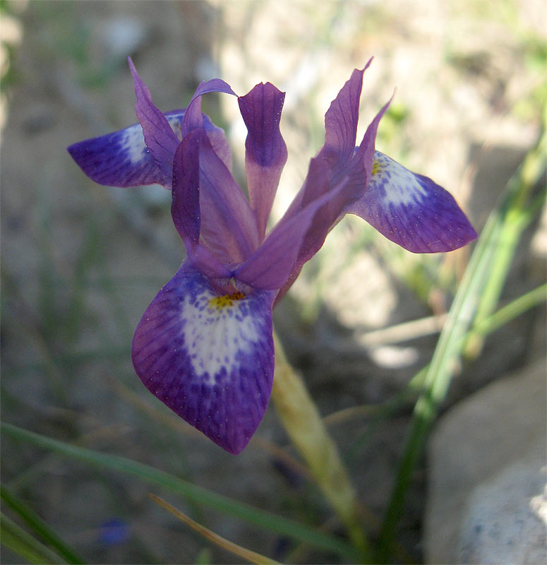 Изображение особи Moraea sisyrinchium.
