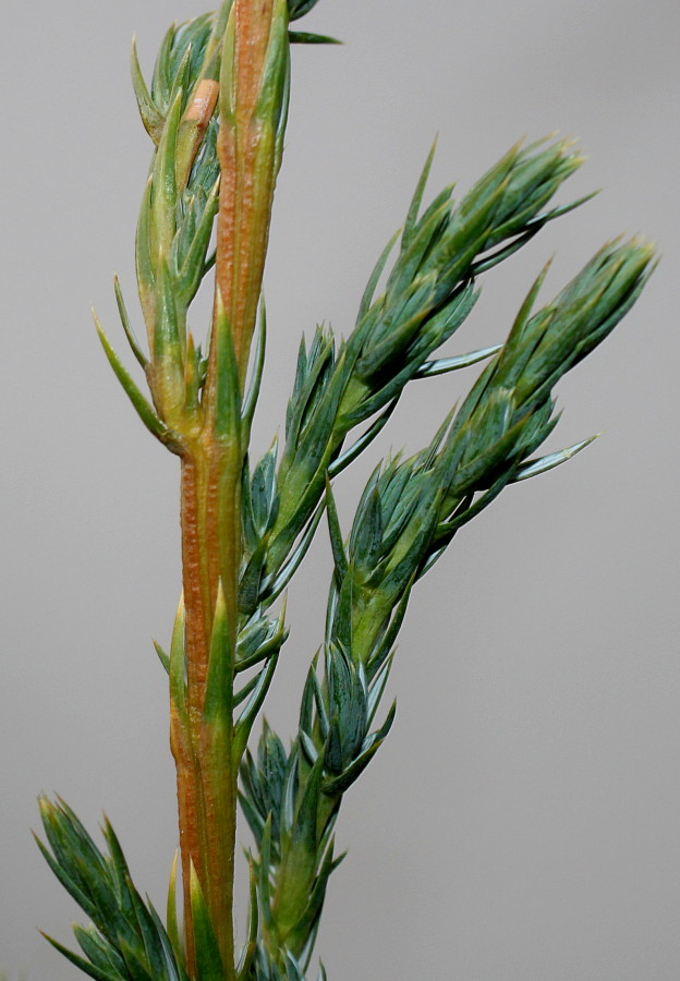 Image of Juniperus squamata specimen.