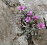 Saxifraga columnaris