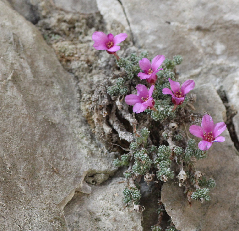 Image of Saxifraga columnaris specimen.