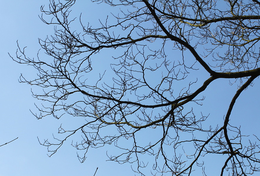 Image of Broussonetia papyrifera specimen.