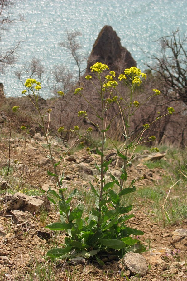 Image of genus Isatis specimen.