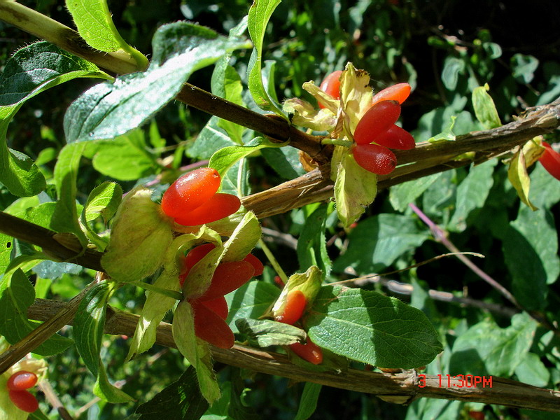 Image of Lonicera hispida specimen.