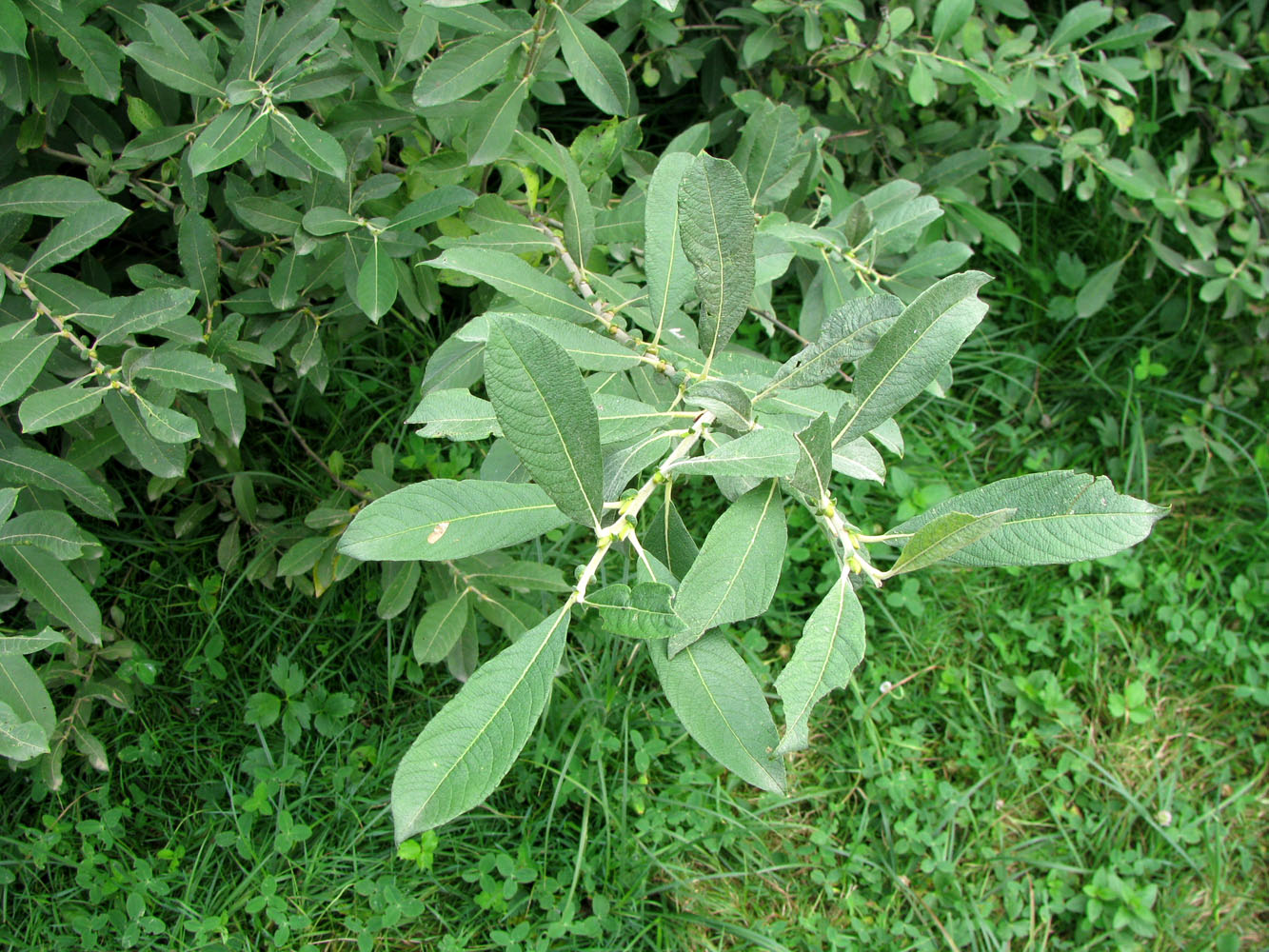 Изображение особи Salix cinerea.