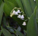 Convallaria majalis