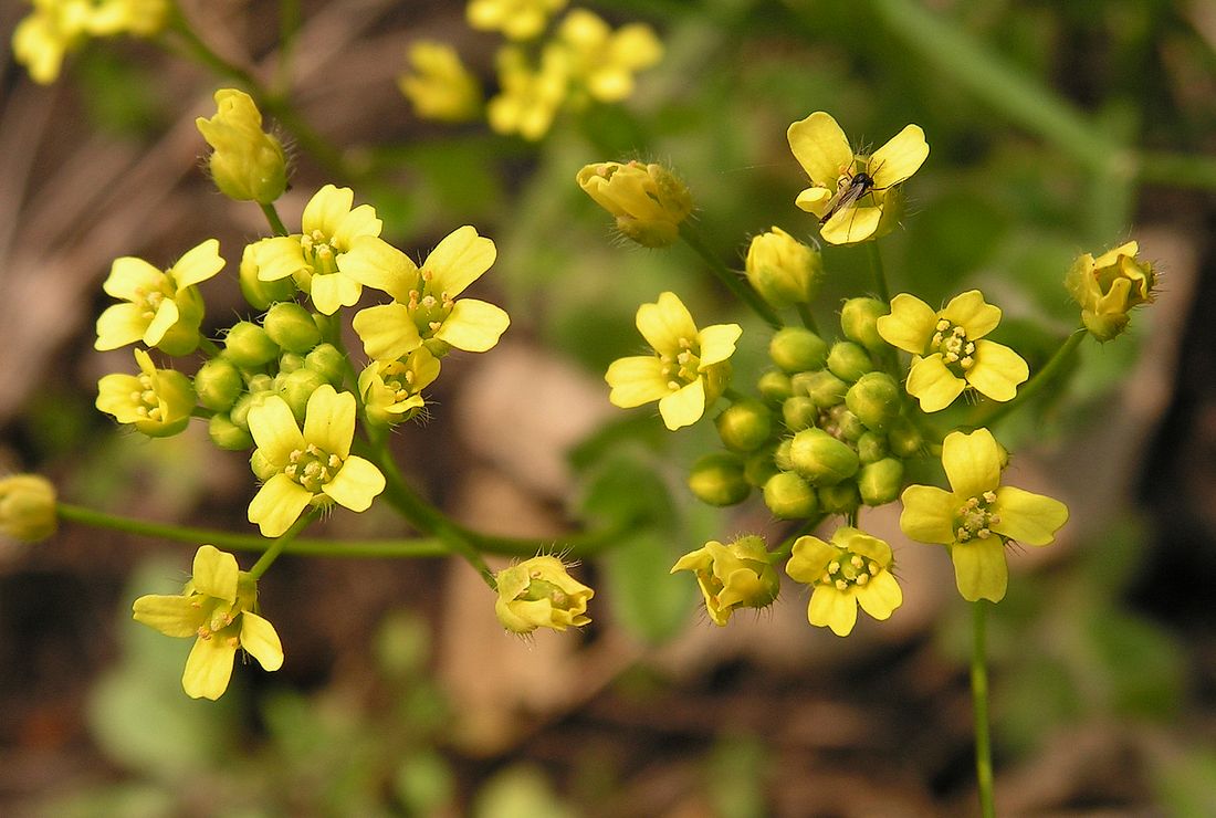 Image of Draba nemorosa specimen.