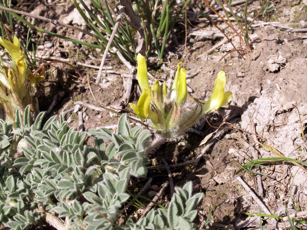 Image of Astragalus nikitinae specimen.