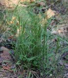 Campanula rotundifolia. Растение в приморском олуговелом сосняке. Ленинградская обл., Большая Ижора. 31.05.2009.