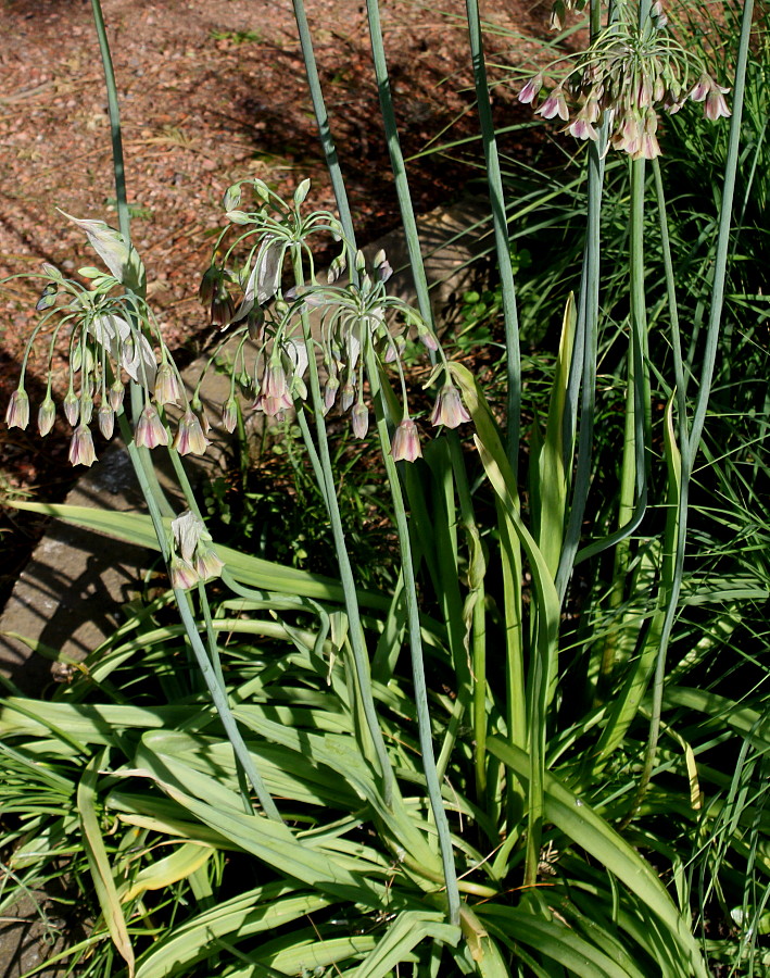 Image of Nectaroscordum siculum specimen.