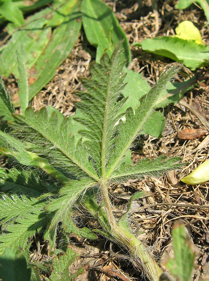 Image of genus Potentilla specimen.