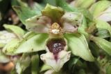 Epipactis condensata