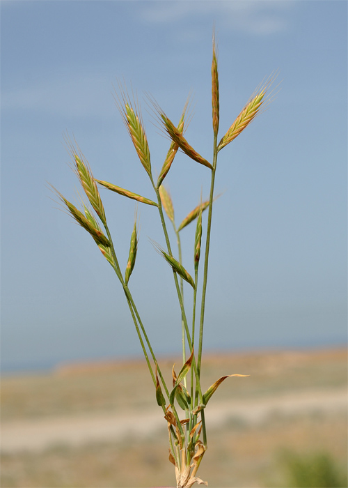 Image of Trachynia distachya specimen.