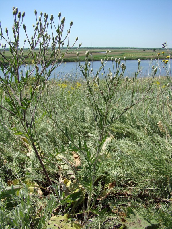 Изображение особи Klasea erucifolia.