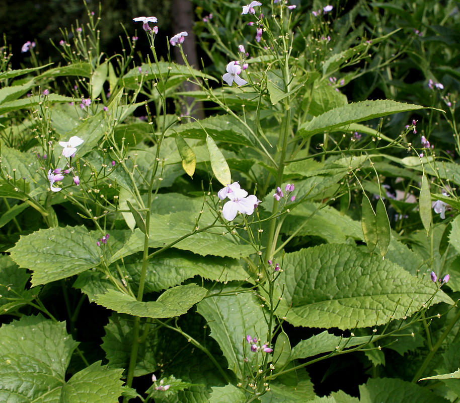 Изображение особи Lunaria rediviva.