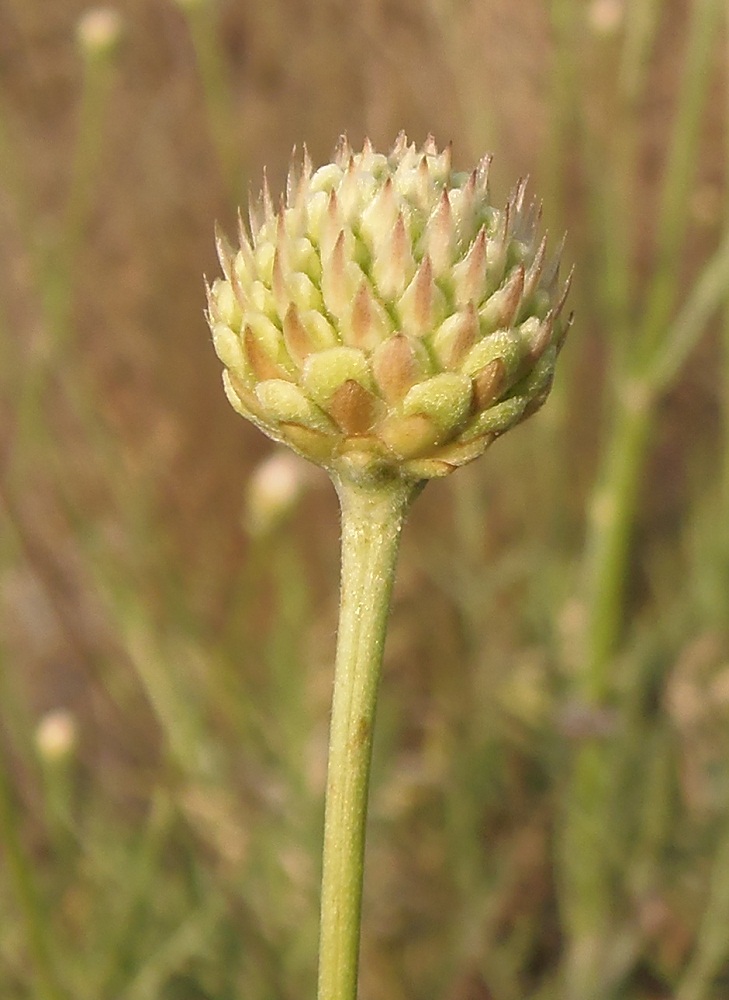 Изображение особи Cephalaria uralensis.