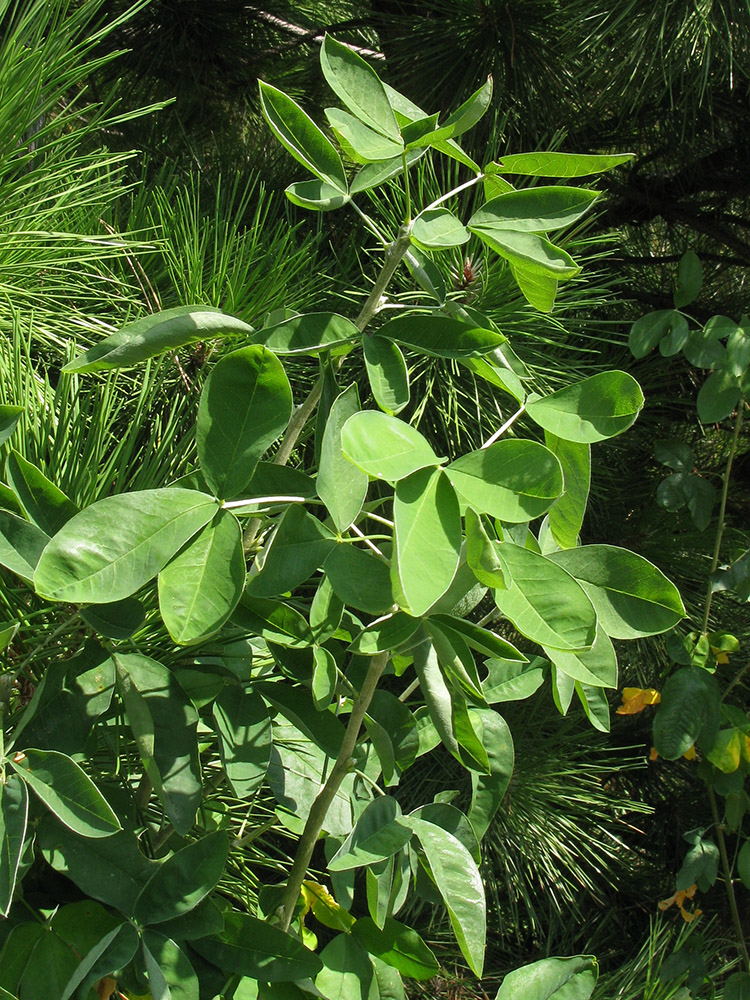 Image of Laburnum anagyroides specimen.
