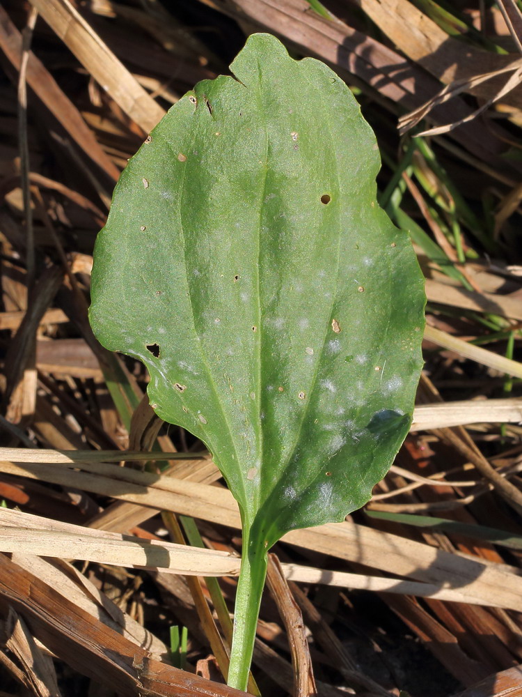 Image of Plantago major specimen.