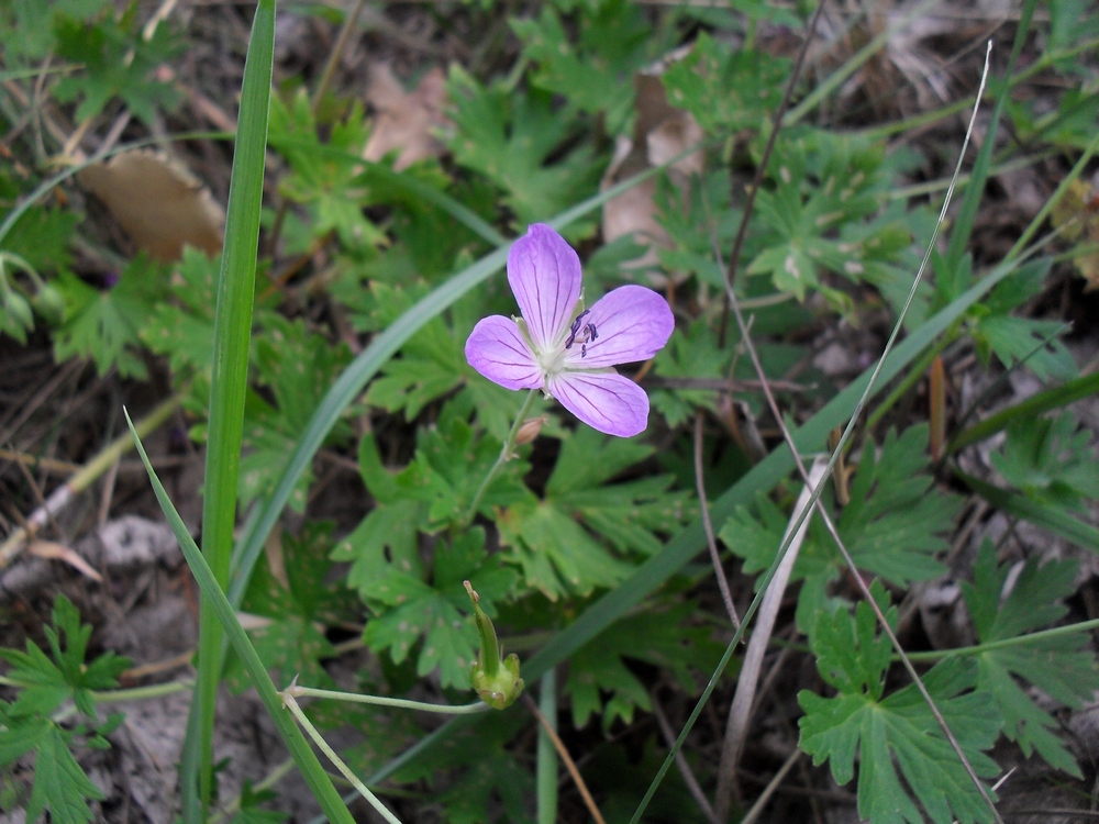 Изображение особи Geranium collinum.