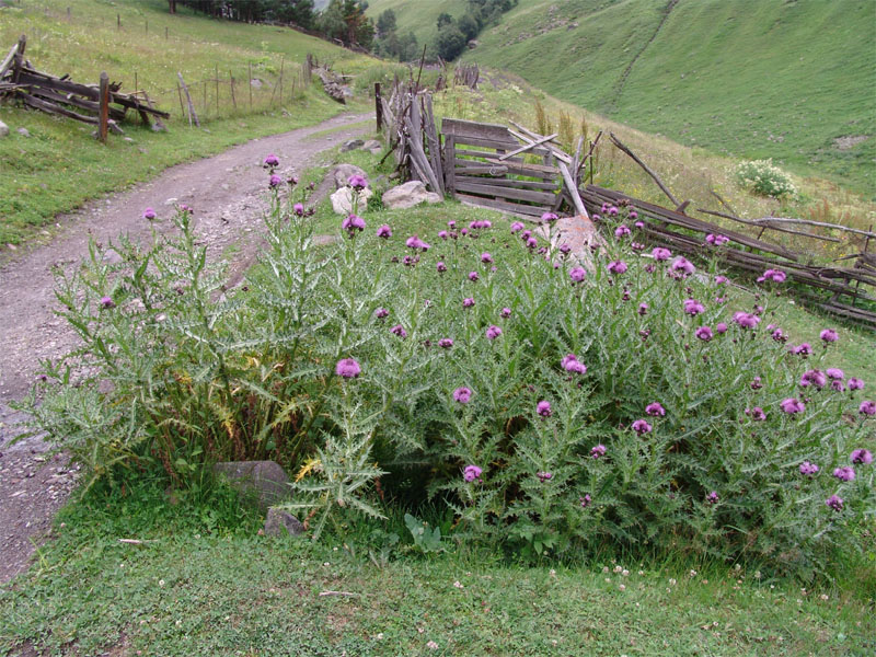 Image of Cirsium uliginosum specimen.