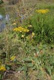 Senecio schwetzowii