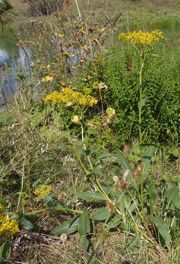 Изображение особи Senecio schwetzowii.