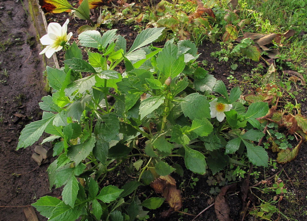 Изображение особи Dahlia pinnata.