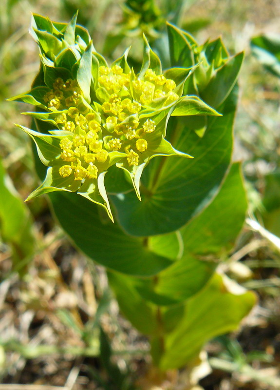 Изображение особи Bupleurum rotundifolium.