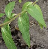 Asclepias incarnata