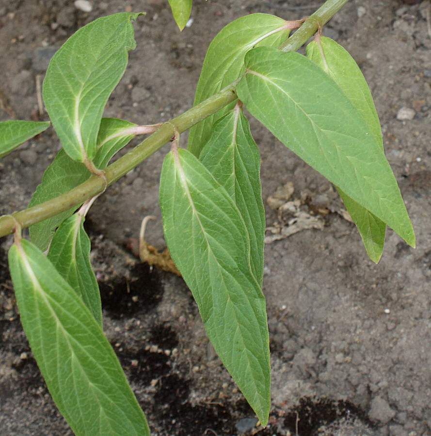 Изображение особи Asclepias incarnata.