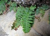 Polypodium vulgare