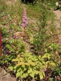 Astilbe chinensis