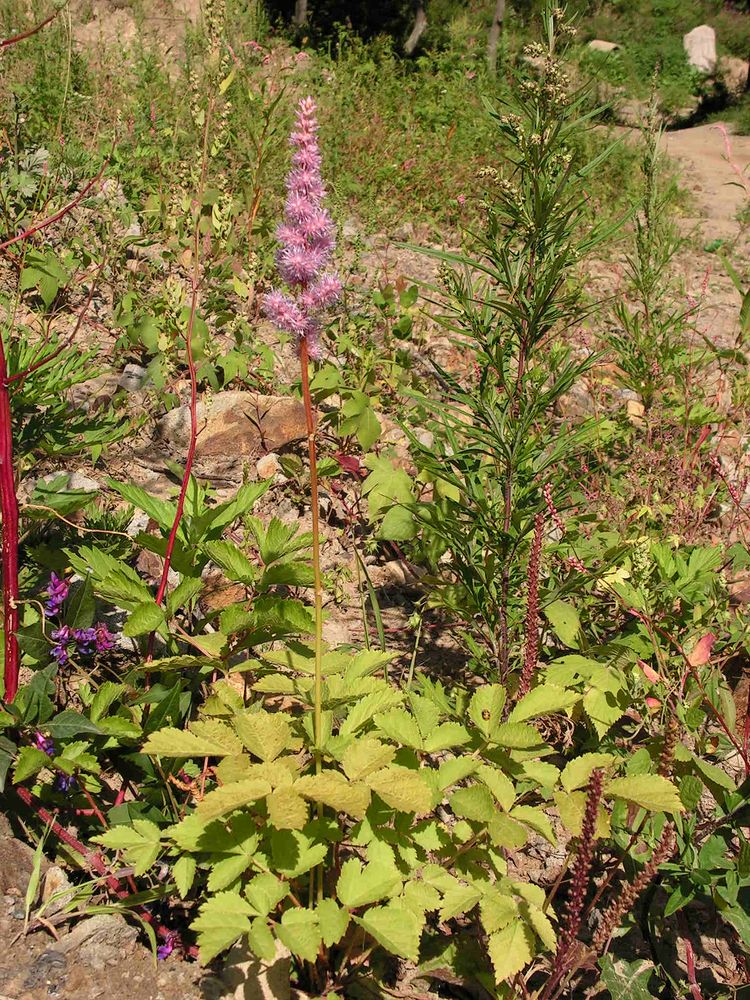 Image of Astilbe chinensis specimen.