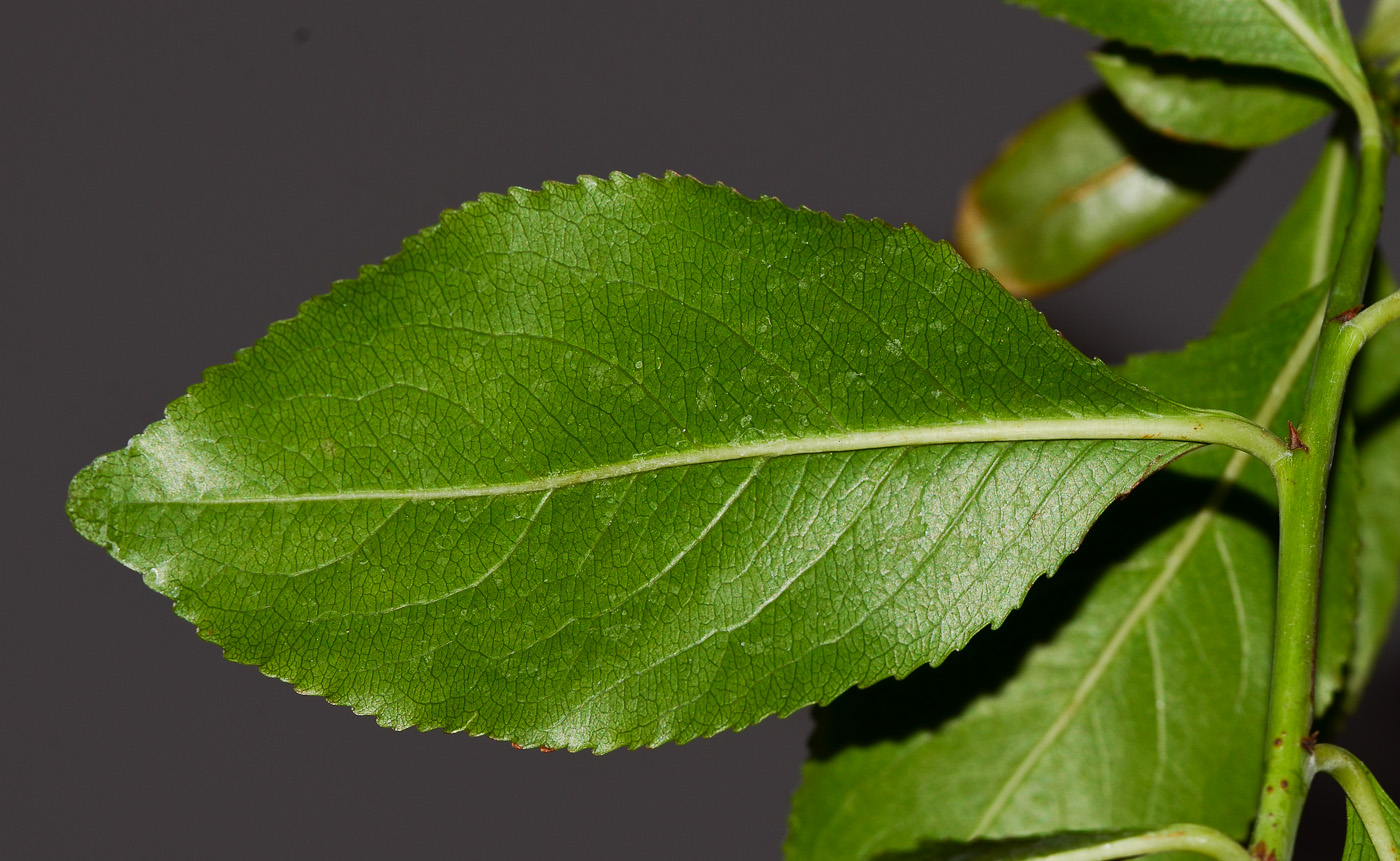 Изображение особи Catha edulis.