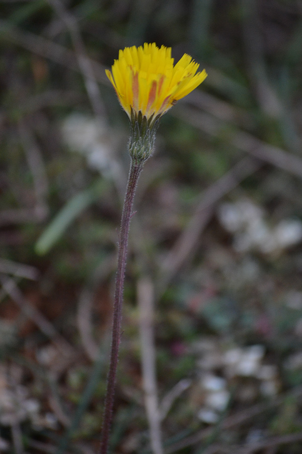 Image of genus Leontodon specimen.