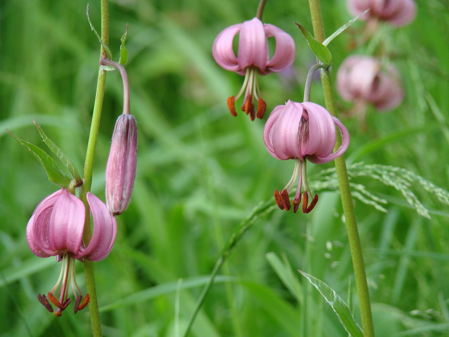 Изображение особи Lilium pilosiusculum.