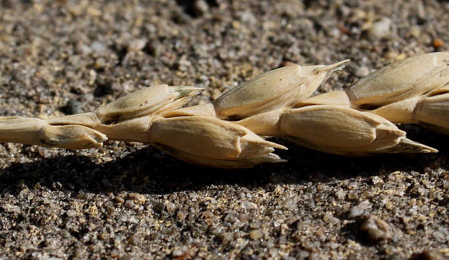 Image of Triticum spelta specimen.