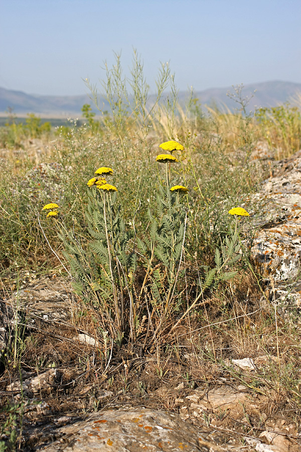 Изображение особи Achillea filipendulina.