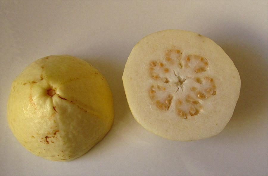 Image of Psidium guajava specimen.