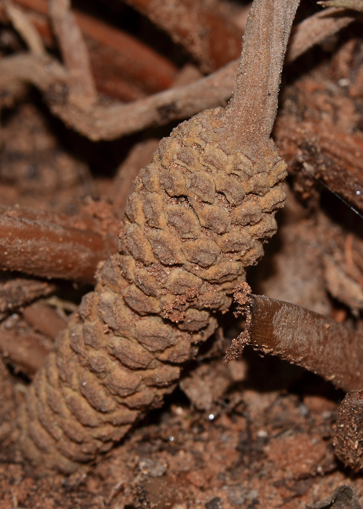 Image of Zamia furfuracea specimen.