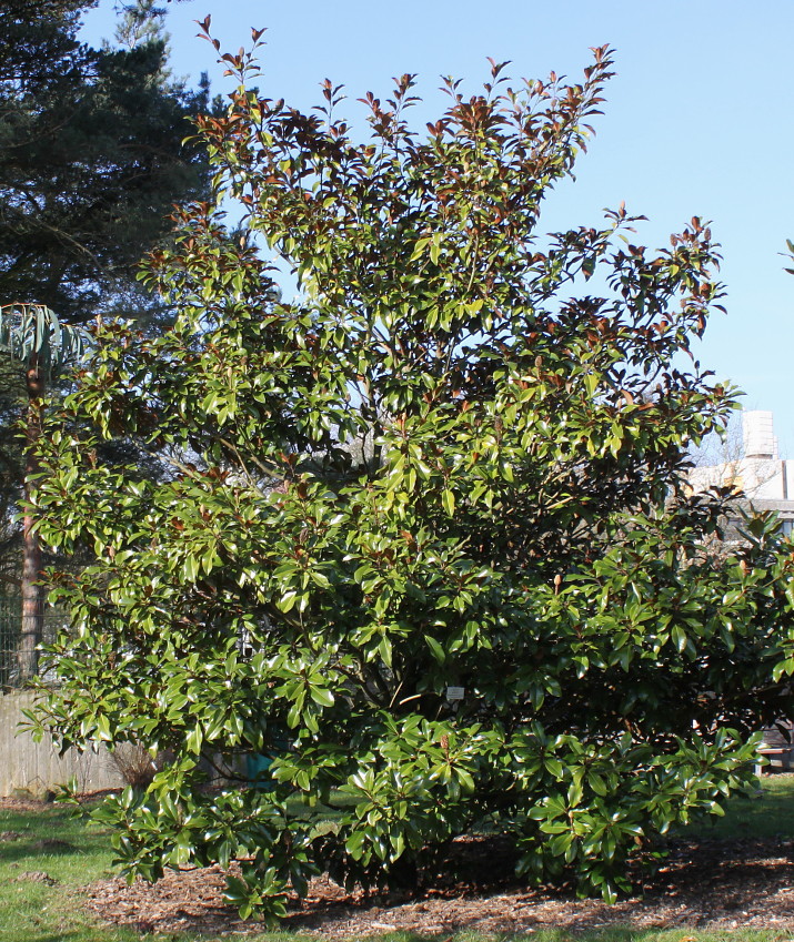 Изображение особи Magnolia grandiflora.