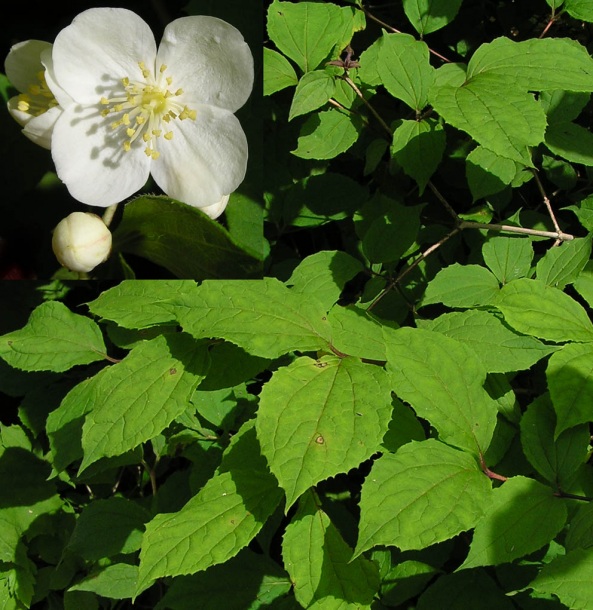 Изображение особи Philadelphus tenuifolius.