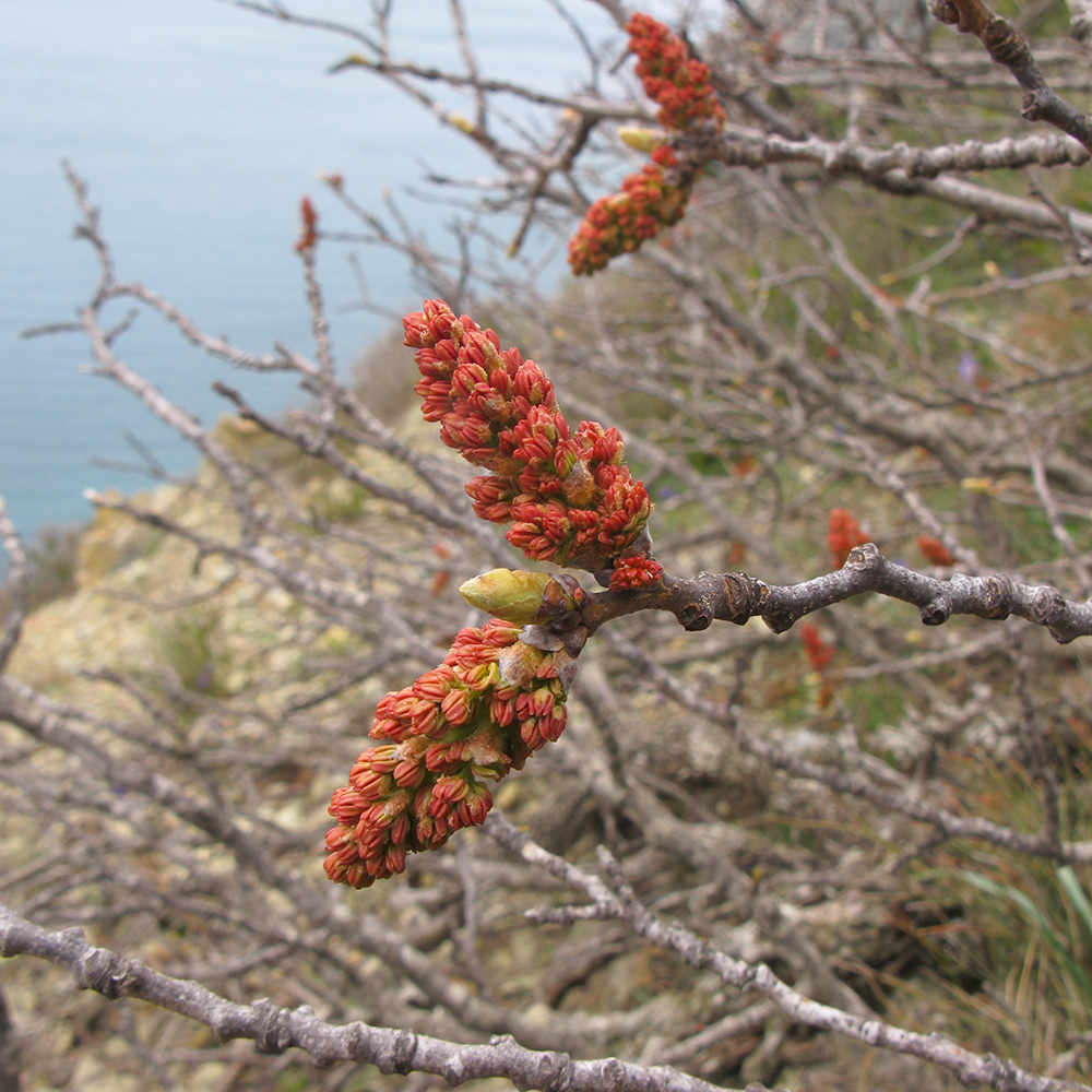 Image of Pistacia mutica specimen.