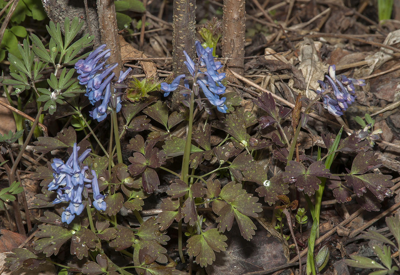 Изображение особи Corydalis ambigua var. pectinata.