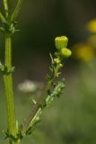 Senecio vernalis