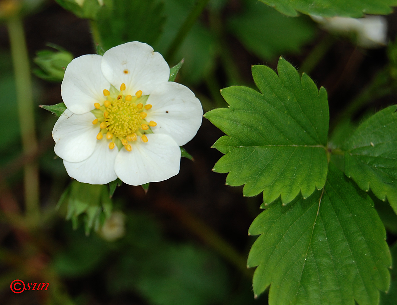 Image of Fragaria × ananassa specimen.